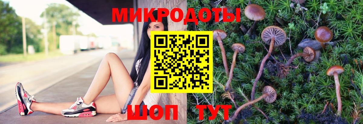 Псилоцибиновые грибы Psilocybe Серпухов